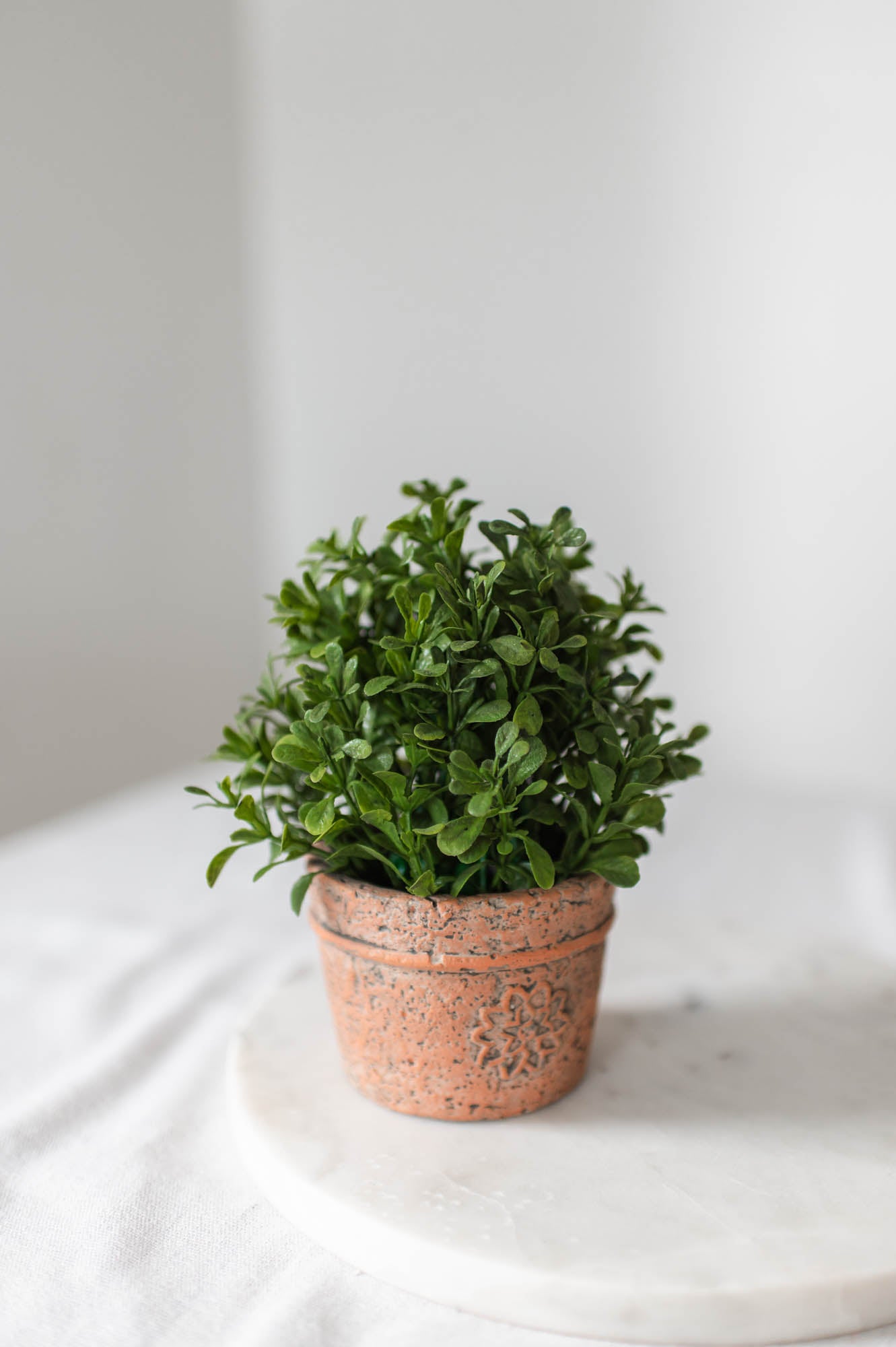 Potted Boxwood – Pick-it-Fence Pembroke