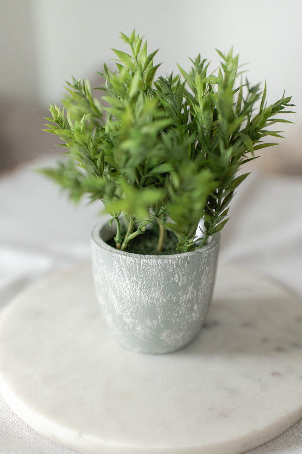 Potted Bamboo Bush | Small - FINAL SALE