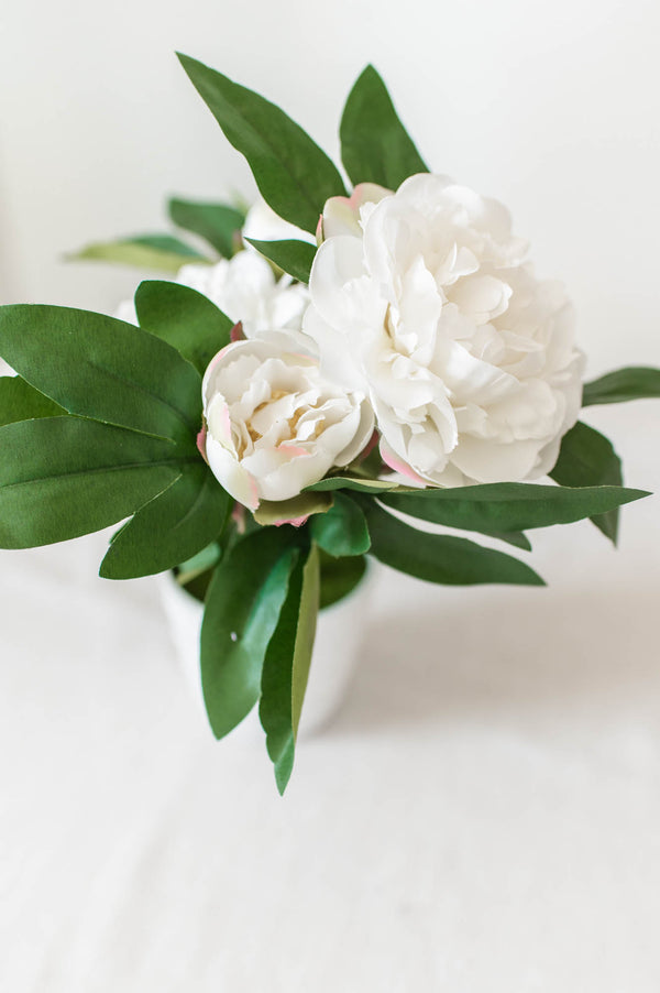 Potted Peonies | White