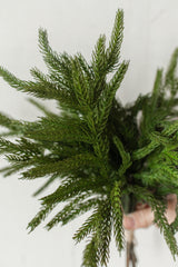 Fresh Touch Norfolk Pine Pick | 12"