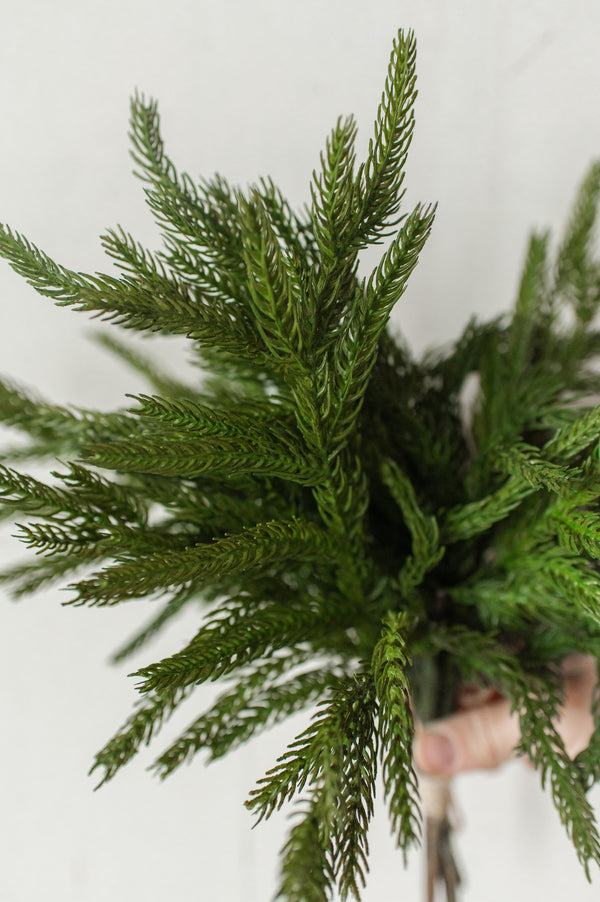 Fresh Touch Norfolk Pine Pick | 12"