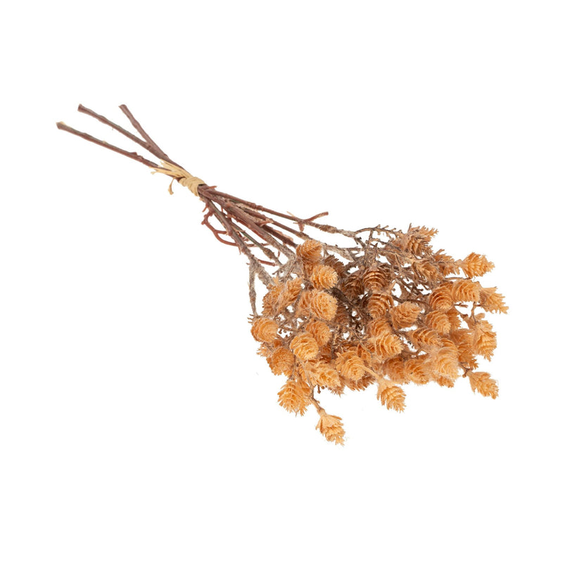 Wild Grass Bundle | Light Brown