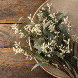 Flowering Eucalyptus Branch