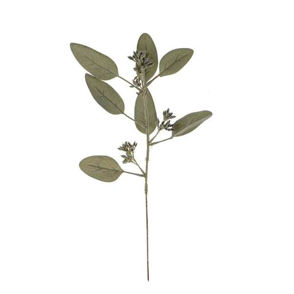 Eucalyptus Stem | Sage