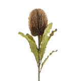 Banksia Floral Stem | Brown