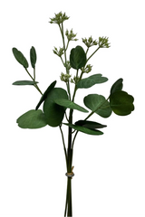 Fresh Touch Eucalyptus Bundle