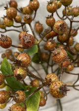 Fall Berry Bundle | 11"