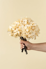 Hydrangea Bouquet | Cream