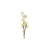 Cherry Blossom Branch