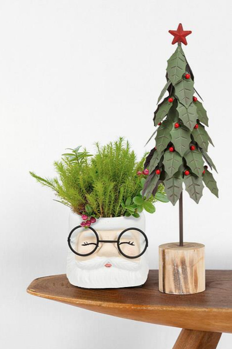 Holly Tree On Log | Medium