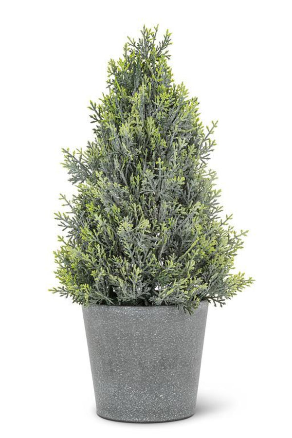 Potted Cone Tree | Cedar
