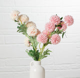 Chrysanthemum Stem