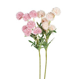 Chrysanthemum Stem