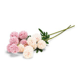 Chrysanthemum Stem