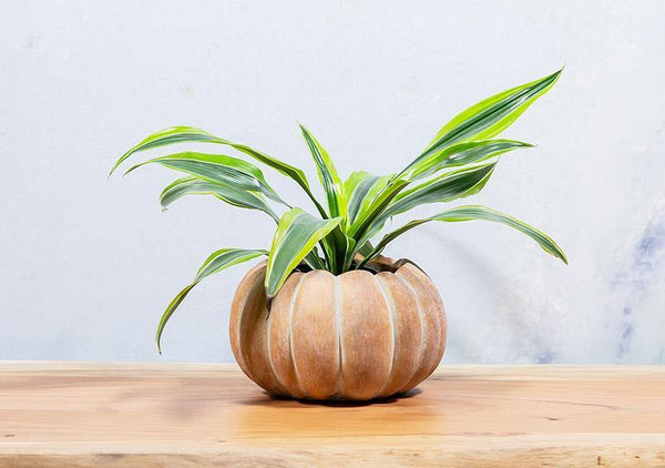 Low Pumpkin Planter | Large