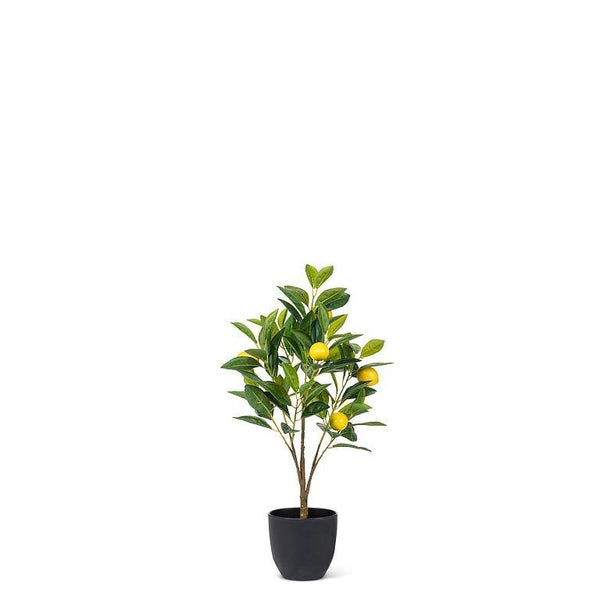 Lemon Tree | Mini