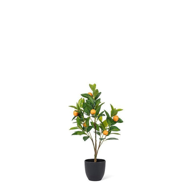 Orange Tree | Mini