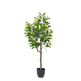 Lemon Tree | Medium