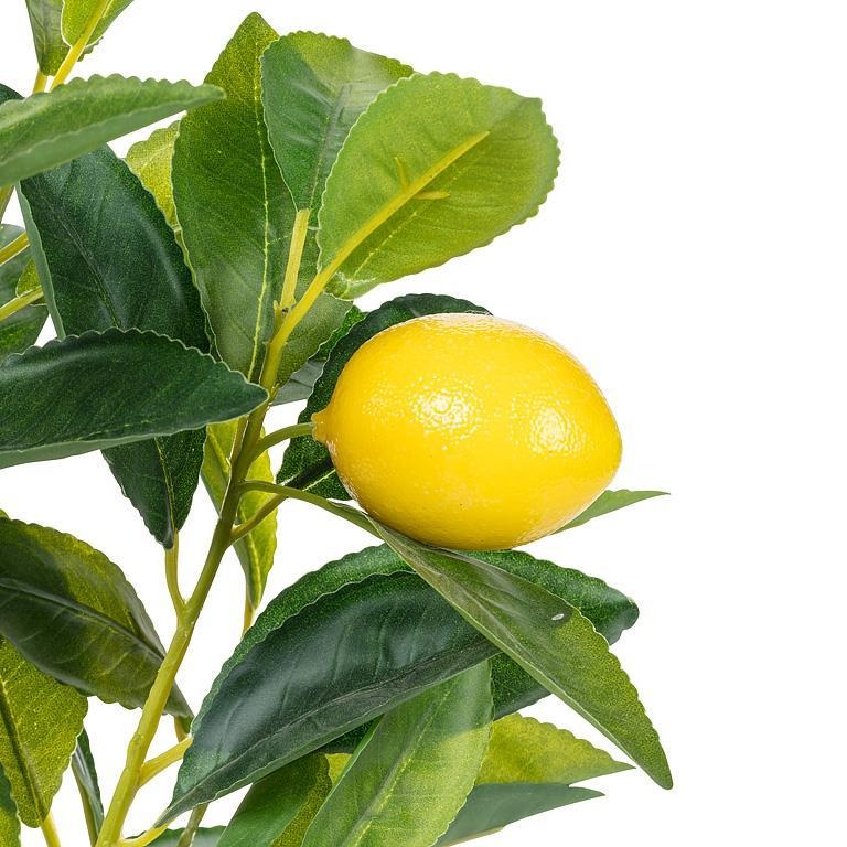 Lemon Tree | Medium