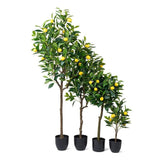 Lemon Tree | Medium