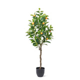 Orange Tree | Medium