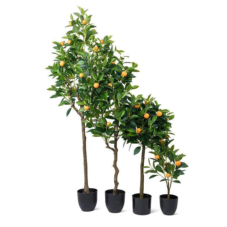 Orange Tree | Medium