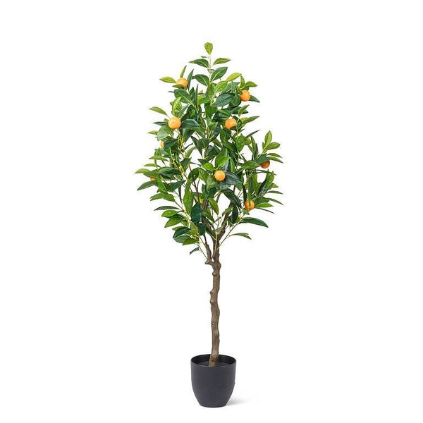 Orange Tree | Medium