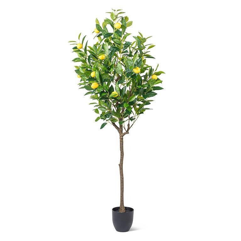 Lemon Tree | Large