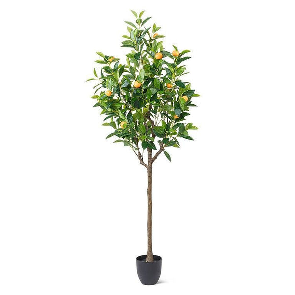 Orange Tree | Large