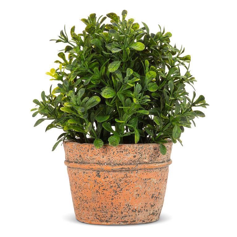 Potted Boxwood