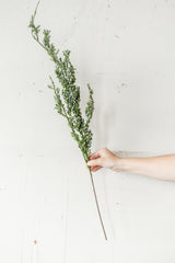 Juniper Spray | 32"