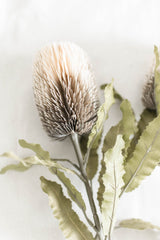 Banksia Floral Stem | Cream