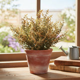 Chickweed Bush | Clay