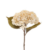 Hydrangea Floral Stem | Cream