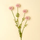 Mini Chrysanthemum | Pink
