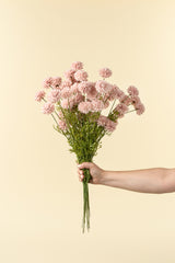 Mini Chrysanthemum | Pink