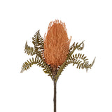 Banksia Floral Stem | Pale Orange