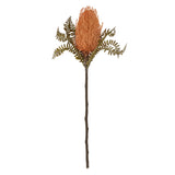 Banksia Floral Stem | Pale Orange