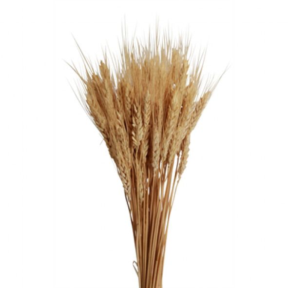 Bearded Wheat Bunch