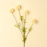 Mini Chrysanthemum | Cream