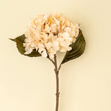 Dried Hydrangea Floral Stem | Cream
