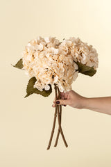 Dried Hydrangea Floral Stem | Cream