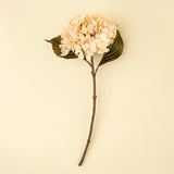 Dried Hydrangea Floral Stem | Cream