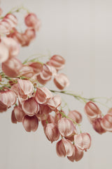 Lantern Flower Stem | Dusty Pink