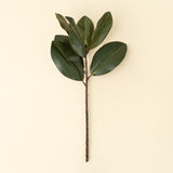 Magnolia Leaf Branch | Green