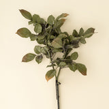 Banyan Branch | Green