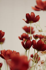 Calliopsis Spray | Rust Red