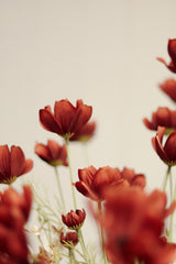 Calliopsis Spray | Rust Red