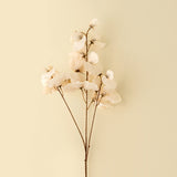 Sweet Pea Stem | Cream