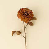 Pompon Dahlia Stem | Brown